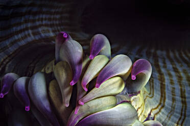 An aggregating anemone's mouth and tentacles in the Channel Islands. - CAVF76855