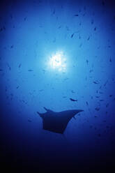 Ein 16 Fuß breiter Mantarochen (Manta birostris) zieht vor der Sonne vorbei - CAVF76856