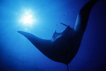 A 16 foot wide manta ray (Manta birostris) passes in front of the sun - CAVF76861