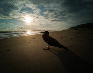 Kleiner und ruhiger Seevogel im Sand im Gegenlicht. - CAVF76887