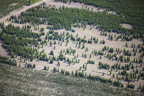 Luftaufnahme einer Baumplantage, Fraser Valley, B.C., lizenzfreies Stockfoto