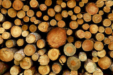 Germany, Stack of firewood - JTF01474