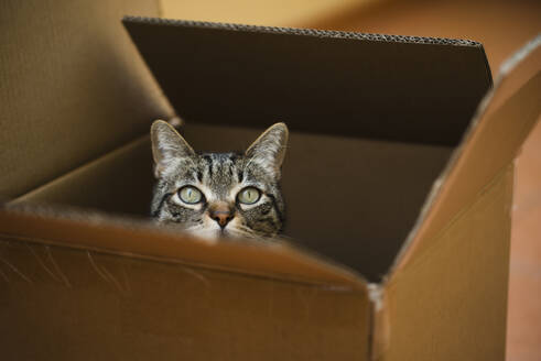 Spain, Tabby cat peeking out of cardboard box - RAEF02370