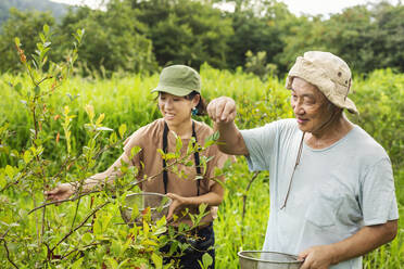 Japanese woman and senior man picking berries in a field. - MINF14168