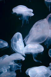 Jellyfish Swimming In Aquarium - EYF00167