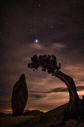 Baum und Felsformation im Joshua Tree National Park gegen den Sternenhimmel - EYF00213