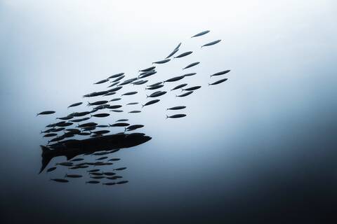 Silhouette Fisch Schwimmen Im Meer, lizenzfreies Stockfoto