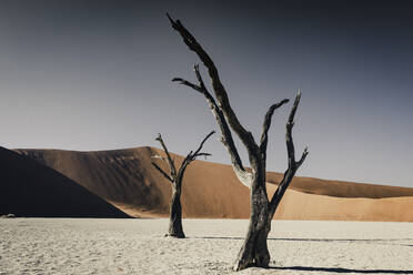 Bare Baum auf Sand gegen klaren Himmel - EYF00343