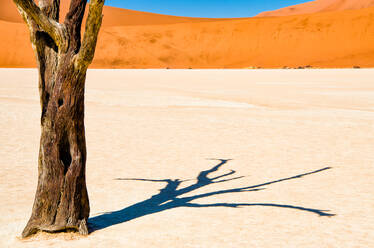 Kahler Baum in der Wüste an einem sonnigen Tag - EYF00358