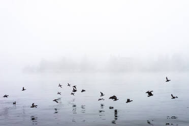 Birds Flying Over Lake In Foggy Weather - EYF00387