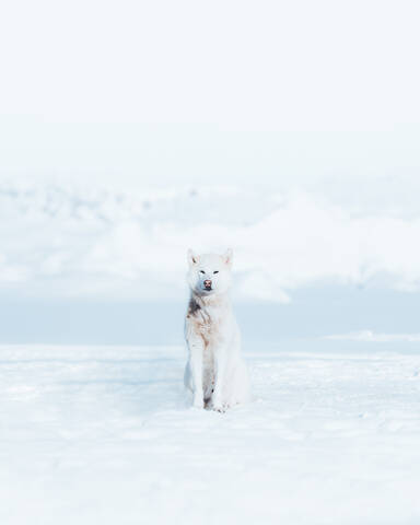 Porträt eines Hundes, der sich auf einem schneebedeckten Feld im Winter entspannt, lizenzfreies Stockfoto