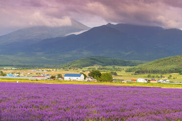 Lavendelfelder, Furano, Hokkaido, Japan, Asien - RHPLF13950