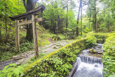 Torii-Tor des Kitano-Schreins, Nikko, UNESCO-Welterbestätte, Präfektur Tochigi, Honshu, Japan, Asien - RHPLF13957