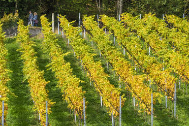 Rebenreihen in einem Weinberg im Herbst, Spiez, Kanton Bern, Schweiz, Europa - RHPLF14022