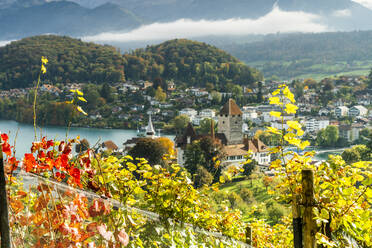 Schloss Spiez am Ufer des Thunersees umrahmt von Weinlaub im Herbst, Kanton Bern, Schweiz, Europa - RHPLF14023
