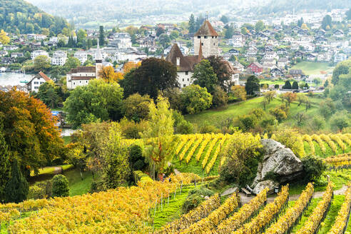 Schloss Spiez umgeben von Weinbergen im Herbst, Thunersee, Kanton Bern, Schweiz, Europa - RHPLF14025