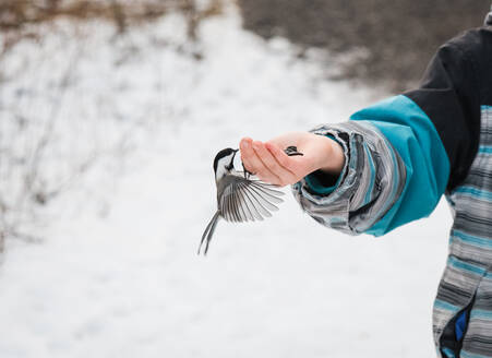 Nahaufnahme eines Meisenvogels, der im Winter Samen aus der Hand eines Kindes frisst. - CAVF77090