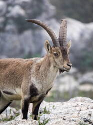 Männlicher Spanischer Steinbock (Capra Pyrenaica) Torcal de Antequera, Spanien. - CAVF77139