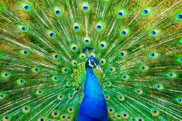 Close-Up Of Peacock With Fanned Out Feathers - EYF00637