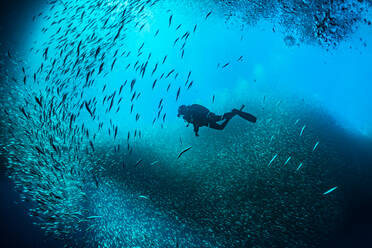 Scuba Divers Schwimmen zwischen Schule der Fische Unterwasser - EYF00641