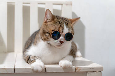 Nahaufnahme einer Katze, die eine Sonnenbrille trägt und auf einem Stuhl sitzt - EYF00797