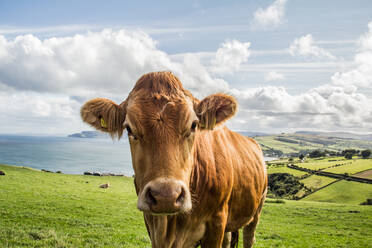 Porträt einer Kuh mit Viehanhängern auf einem Feld gegen den Himmel stehend - EYF00801