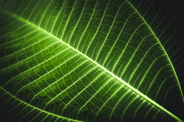 Full Frame Shot Of Glowing Leaf - EYF00908