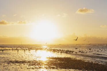 Flock of silhouette seagulls on shore at beach against orange sky during sunset, North Sea Coast, Flanders, Belgium - GWF06536