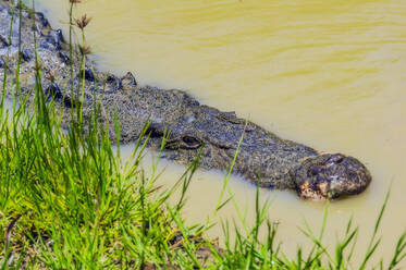 Australien, Kopf eines im Wasser versteckten Krokodils - THAF02793
