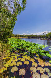 Australia, Queensland, Water lilies growing on lakeshore in summer - THAF02794