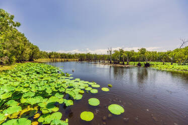 Australia, Queensland, Water lilies growing on lakeshore in summer - THAF02795