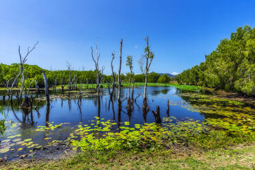 Australia, Queensland, Water lilies and dead trees in summer lake - THAF02797