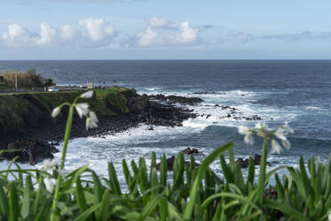 Felsige Küstenlinie, Insel Sao Miguel, Azoren, Portugal - AFVF05672