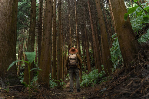 Mann steht auf einem Waldweg umgeben von Bäumen, Insel Sao Miguel, Azoren, Portugal - AFVF05683