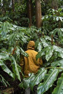 Man standing in forest surrounded by huge leaves, Sao Miguel Island, Azores, Portugal - AFVF05692