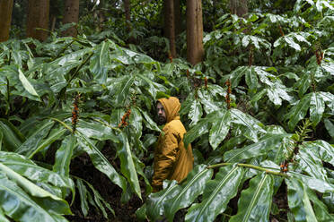 Man standing in forest surrounded by huge leaves, Sao Miguel Island, Azores, Portugal - AFVF05693