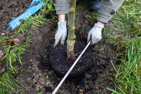 Mann pflanzt einen Baum - NDF01031