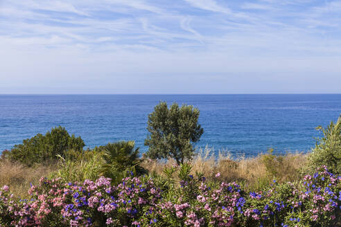 Italien, Provinz Imperia, San Remo, Blühende Sträucher mit klarer Horizontlinie über dem Mittelmeer im Hintergrund - TCF06270