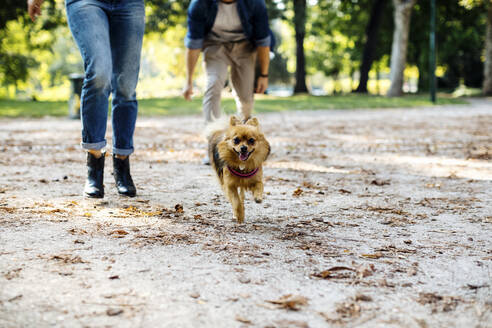 Hund läuft auf einem Weg in einem Park - SODF00714