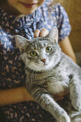 Crop-Ansicht eines Mädchens, das eine grau getigerte Katze kitzelt - OGF00260