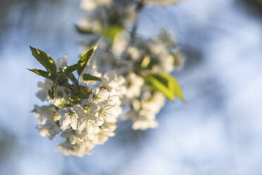 Weißer Kirschblütenzweig im Frühling - ASCF01122