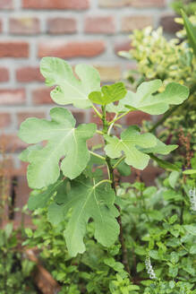 Nahaufnahme einer wachsenden Feige (Ficus carica) - GWF06571