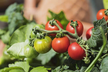 Nahaufnahme einer wachsenden Tomate (Solanum lycopersicum) - GWF06574