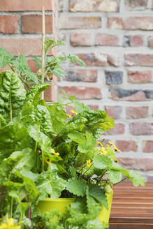 Kräuter und Gemüse in Töpfen auf dem Balkon - GWF06578