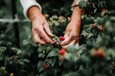 Cropped Image Of Hands Picking Raspberries - EYF01186