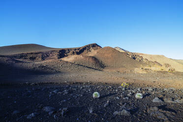 Vulkanlandschaft, Hawaii-Silberschwert (Argyroxiphium sandwicense) endemisch, Haleakala-Nationalpark, Insel Maui, Hawaii, Vereinigte Staaten von Amerika, Nordamerika - RHPLF14174