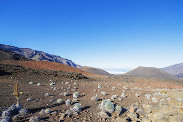 Volcanic landscape, Hawaii silversword (Argyroxiphium sandwicense) endemic, Haleakala National Park, Maui Island, Hawaii, United States of America, North America - RHPLF14177