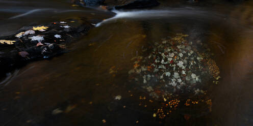 Ahornblätter im Wasserfall, Maine, Neuengland, Vereinigte Staaten von Amerika, Nordamerika - RHPLF14301