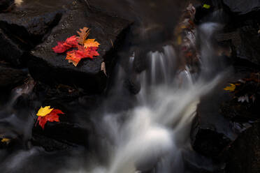 Ahornblätter im Wasserfall, Maine, Neuengland, Vereinigte Staaten von Amerika, Nordamerika - RHPLF14303