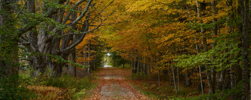 Wege zwischen Ahorn- und Espenbäumen, Maine, Neuengland, Vereinigte Staaten von Amerika, Nord-Amerika - RHPLF14304